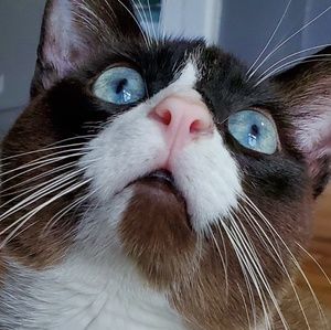 Meet your Posher, Kitten